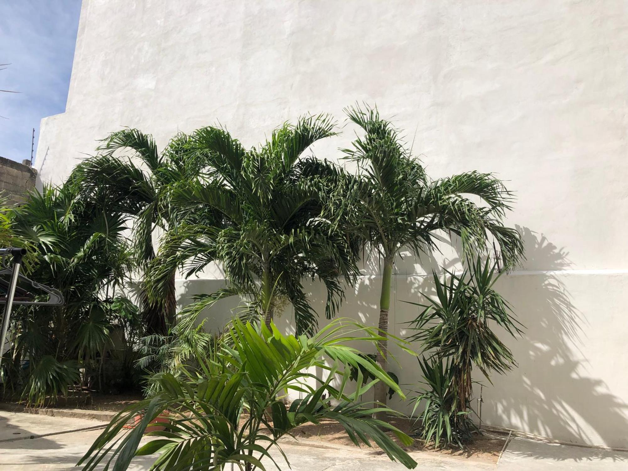 Studios Playa ปลายาเดลการ์เมน ภายนอก รูปภาพ